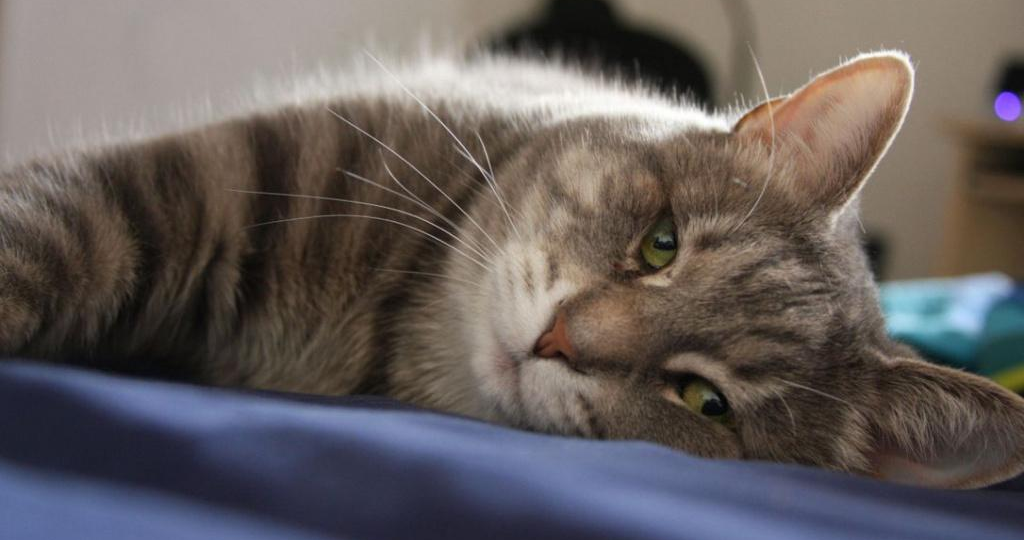 🐱Предчувствуют ли кошки свой уход