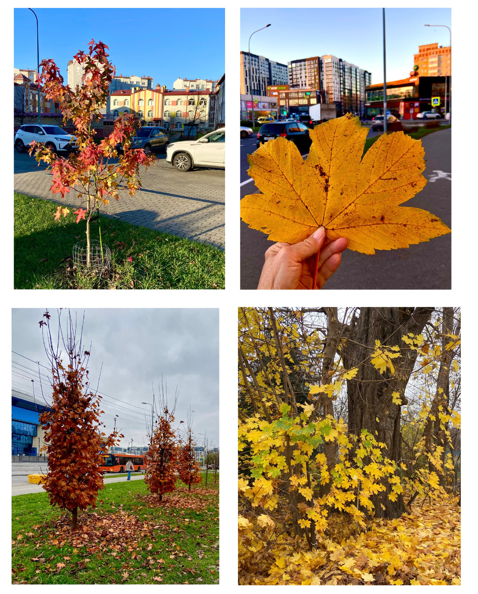 Осенний Калининград 