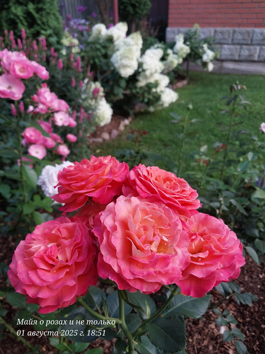 Роза Фойрио 