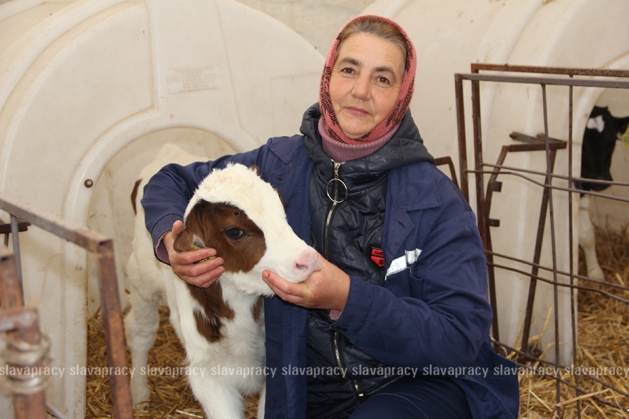     ОАО "Старица-Агро": почему хозяйство называют легендарным?