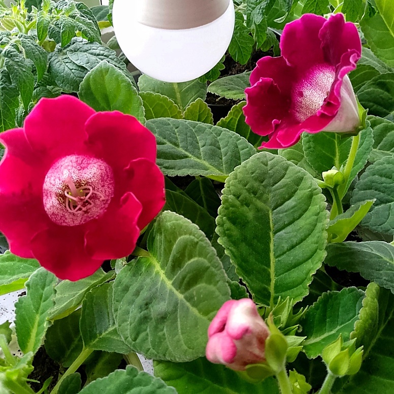 Зацвели глоксинии посеянные в августе