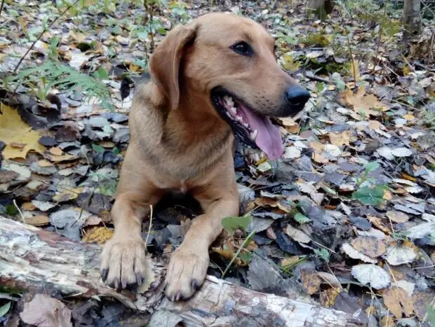 Альма, на которой Паи погорели в 2019 году