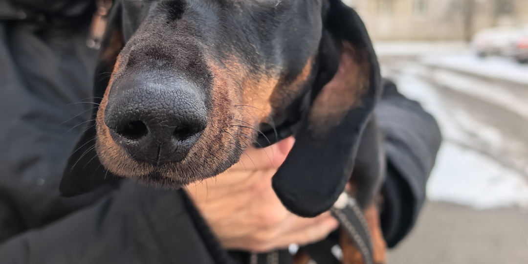 Симба свернул нос, пока нюхал первый снег