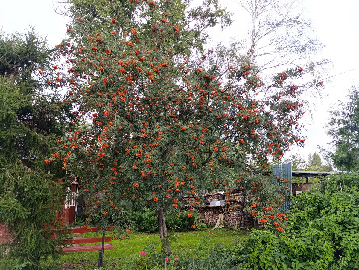 Наша рябина