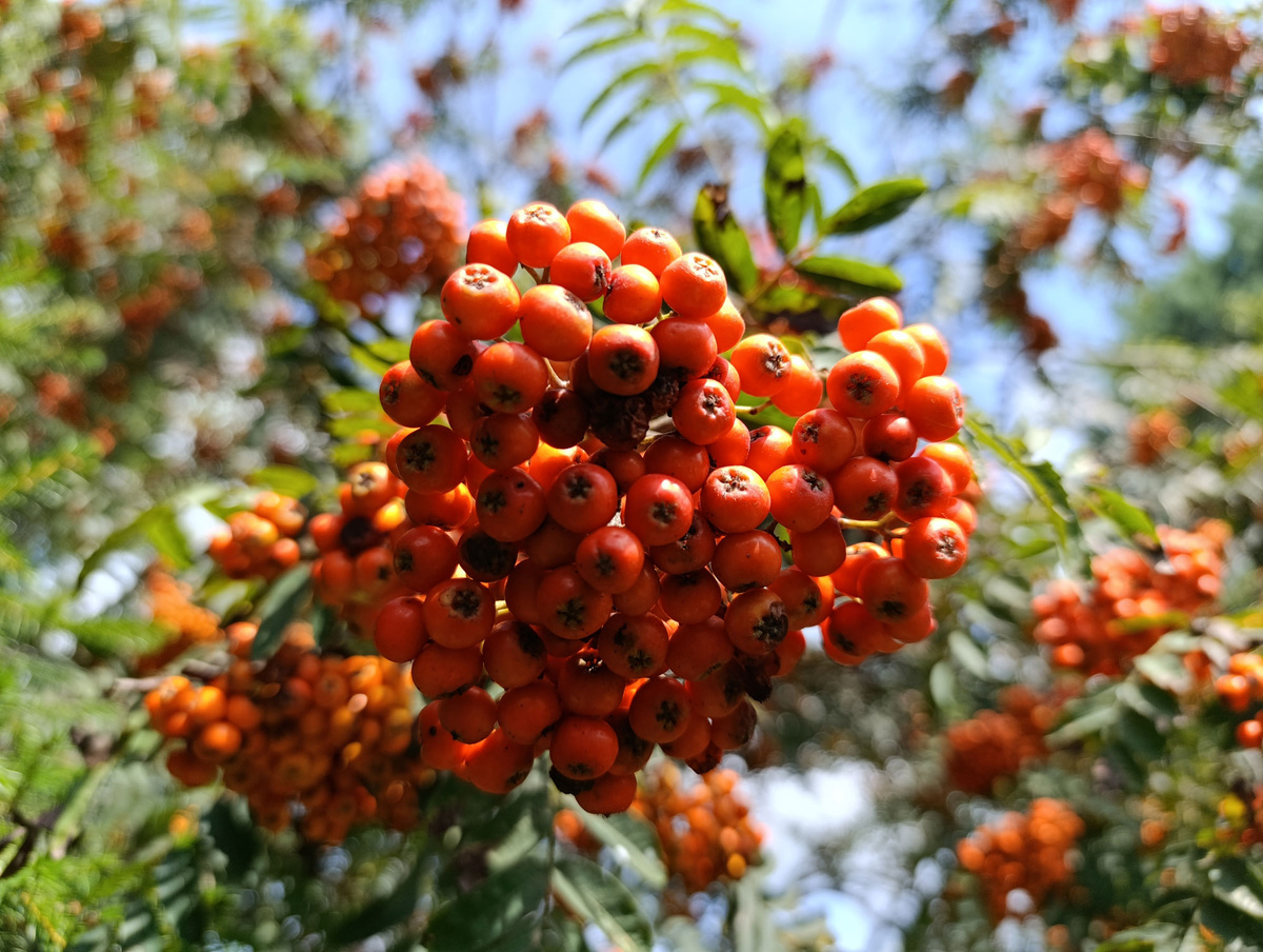 Гроздь рябины