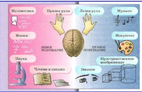 Асимметрия мозга