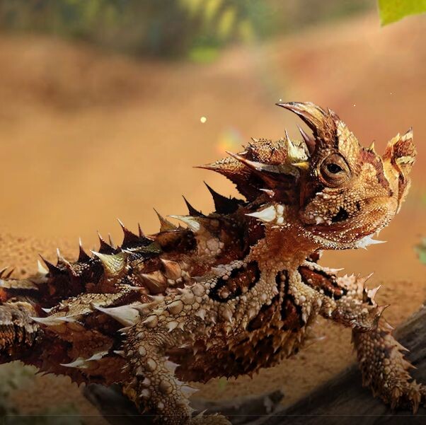 Молох(Moloh horridus).