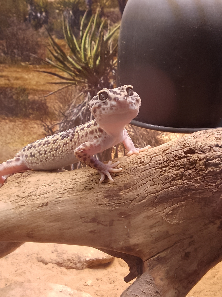 Пятнистый леопардовый эублефар (Eublepharis macularius).