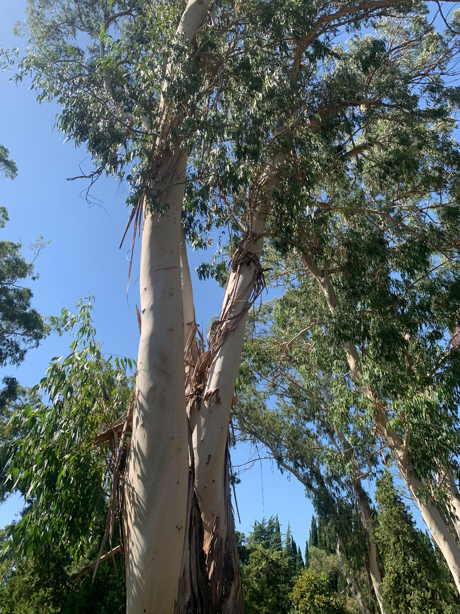 Висящая кора эвкалипта (фото автора)