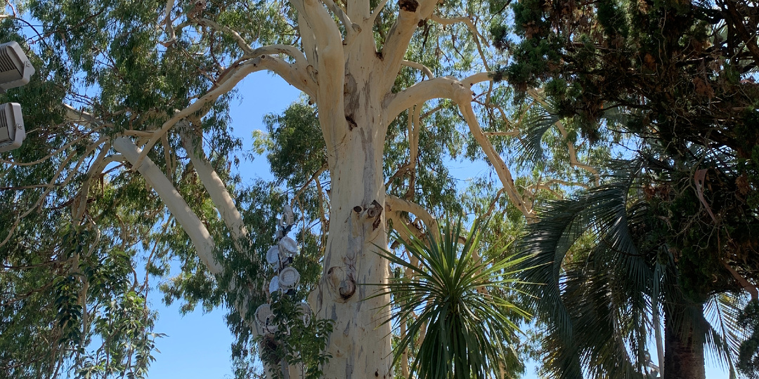 Что связывает золотые червонцы, бал и эвкалипт? Рейс Австралия - Абхазия и дерево-насос.