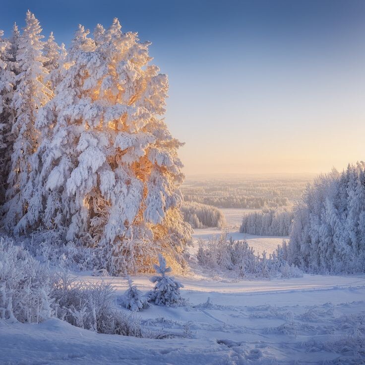 Картинка найдена на просторах интернета, ссылка https://yandex.ru/images/search?from=tabbar&img_url=https%3A%2Fi%2F.pinimg.com%2Foriginals%2Fa8%2F34%2Fа3f%2Fa83р43f81с28579b5e7bd53274cf0591a19.jpg&lr=47&pos=15&rpt=simage&text=%D1%86%D0%B2%D0%B5%D1%82%D1%8B%20%D0%BA%D1%80%D1%83%D0%BF%D0%BD%D0%BE%20%D1%84%D0%BE%D1%82%D0%BE