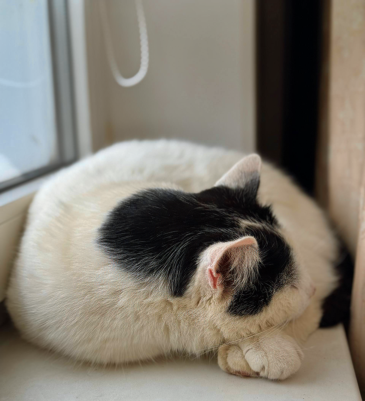 Дедушка Белый