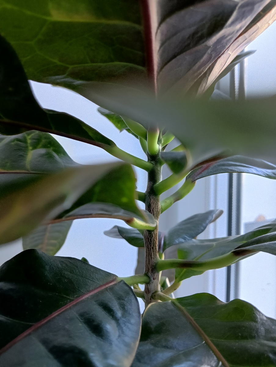 Слева — кротон, выращиваемый в тени. Справа — то же растение, но при ярком освещении.