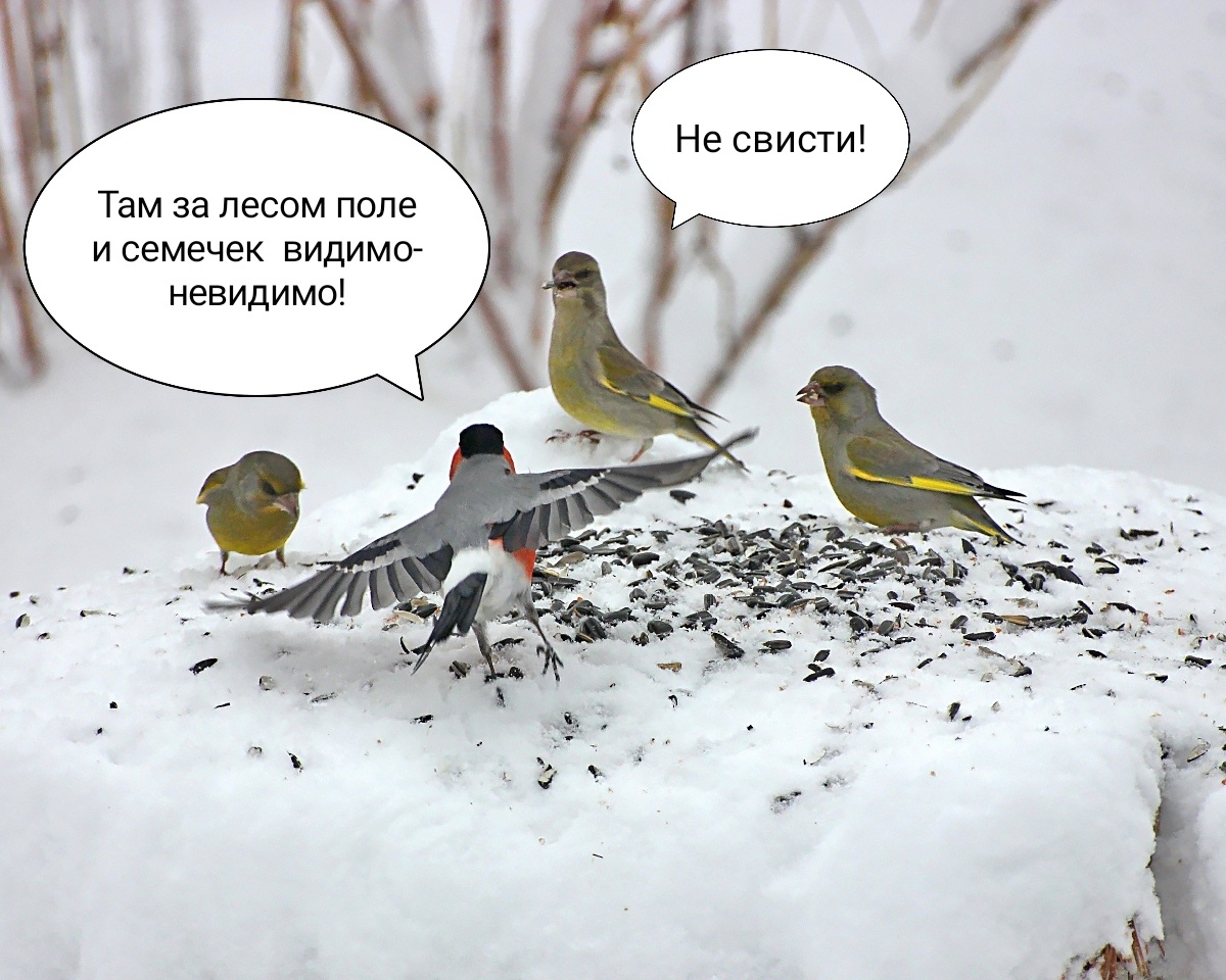 Обыкновенные Зеленушки и Обыкновенный Снегирь.  7.04.2020г. Тюмень.