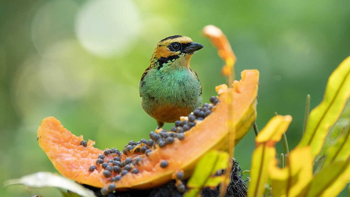 Изображение Ludovic с сайта Pixabay