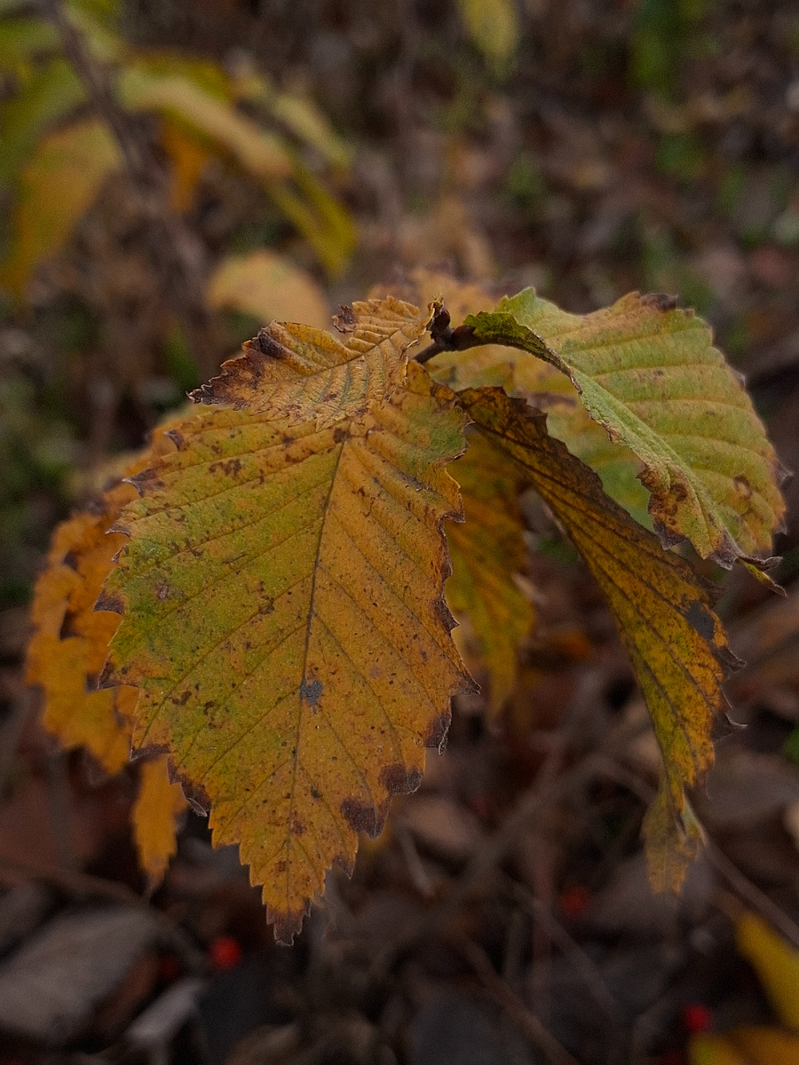 Фото автора.