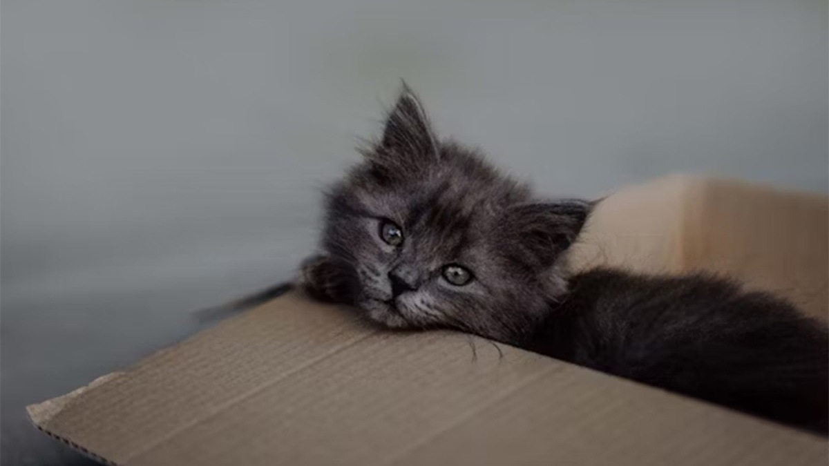    Котенок Музя нашла любящую семью в доме у художницы