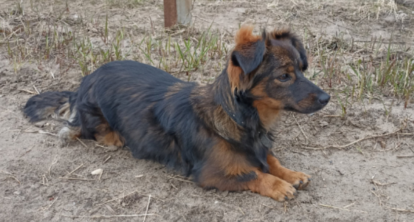    Воронежская область заблокировала более 200 сайтов с нарушениями при продаже ветеринарных препаратов