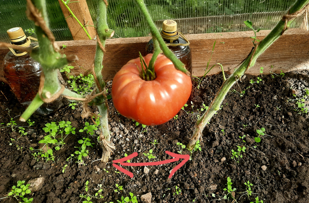 Фото автора.