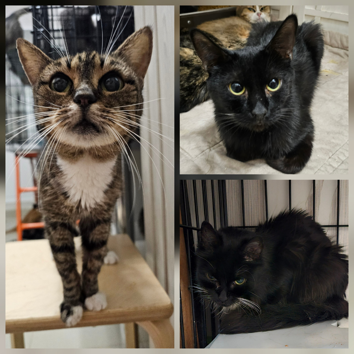 Фото автора. Ребята. Им надо срочно попасть к врачу.