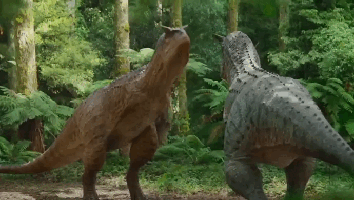 Это отрывок из фильма "Доисторическая планета". В нём авторы проиллюстрировали, как они видят брачные игры карнотавра. По их гипотезе, маленькие ручки, которые с точки зрения функциональности были абсолютно бесполезны, ящеры использовали для того, чтобы привлекать самок. 