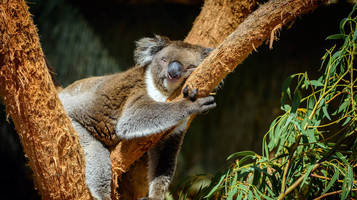     Фото: myphotobank.com.au/Shutterstock/FOTODOM Коалы питаются исключительно эвкалиптовыми листьями, и для переваривания такой пищи им необходим длительный отдых
