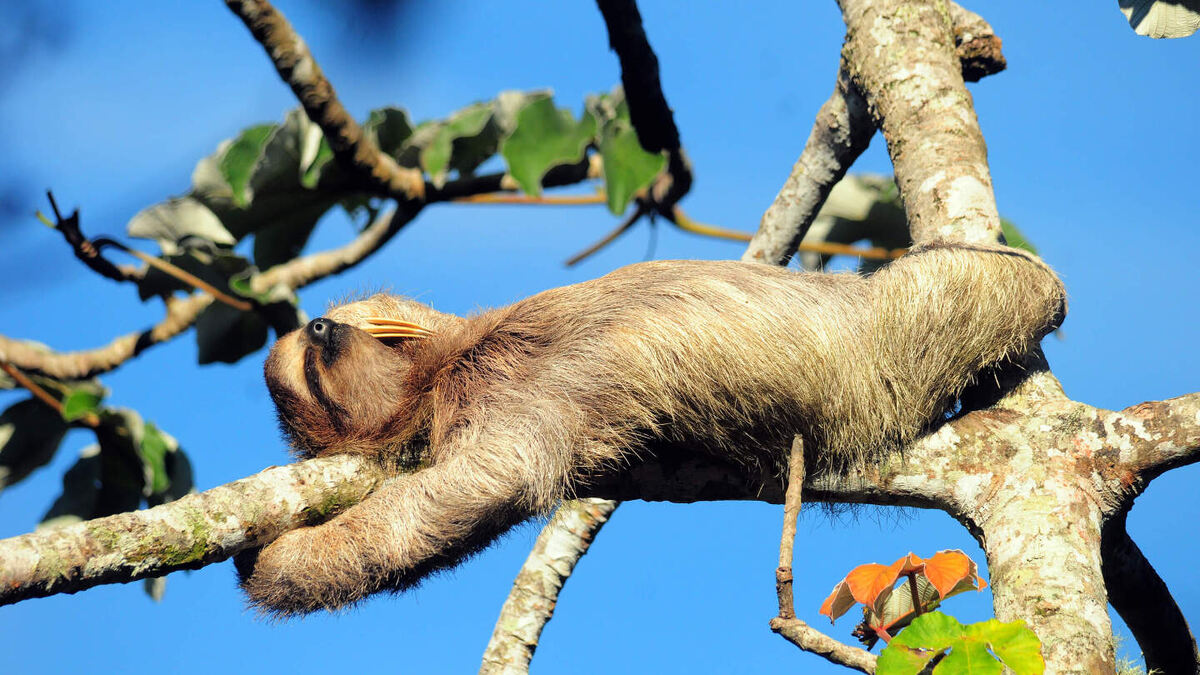     Фото: Josanel Sugasti/Shutterstock/FOTODOM Ленивцы — ночные, очень медлительные животные, которые проводят более 20 часов в сутки в положении вниз головой на ветвях