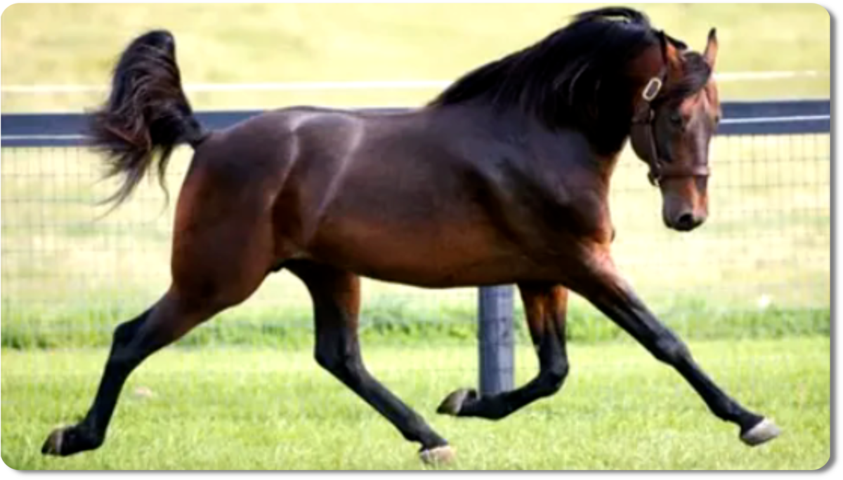 Конь иноходец - это лошадь, способная выполнять иноходь, особый аллюр, отличающийся от галопа и рыси