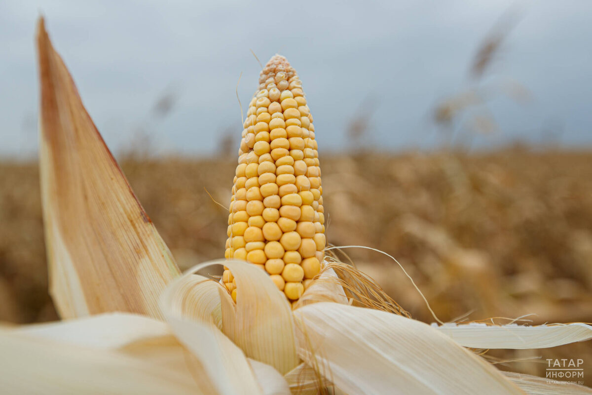 Фото: © Владимир Васильев / «Татар-информ»