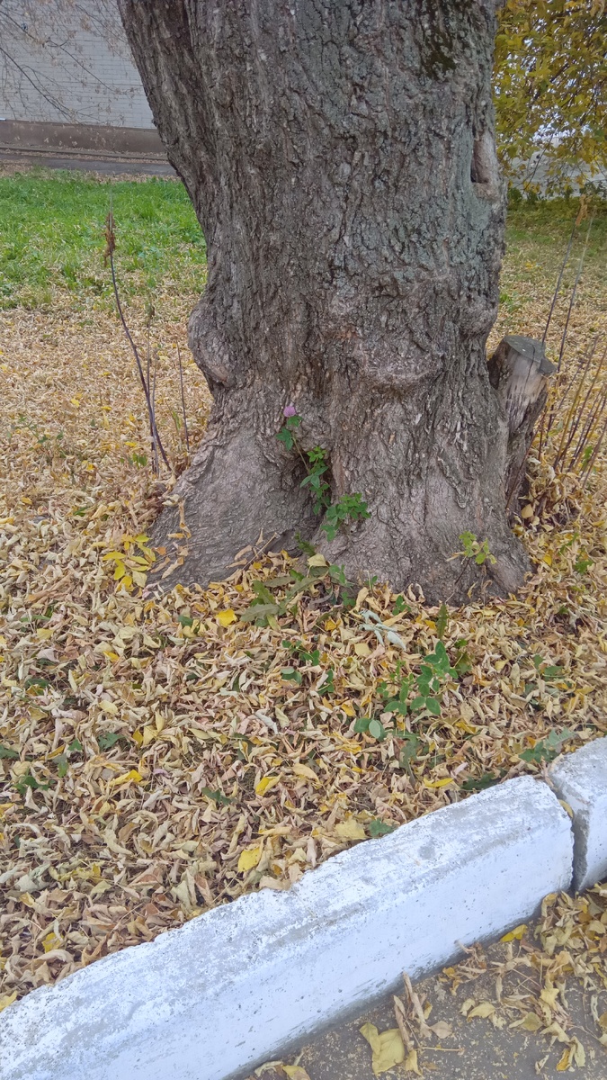 Это фото из других мест🙂 цветущий клевер на фоне опавшей листвы.