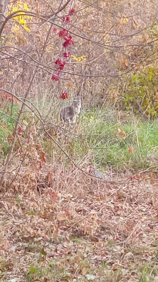 Задачка, найдите живое существо😁