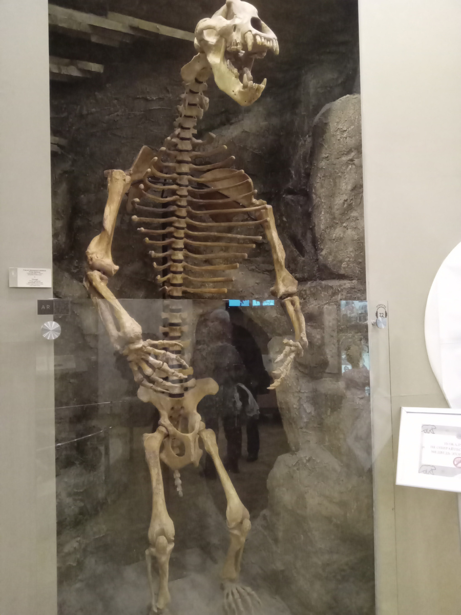 Скелет древнего, пещерного, медведя