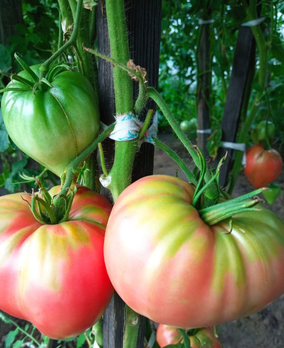 Фото дарительнице 