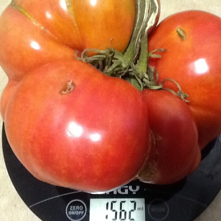 Фото дарительнице 