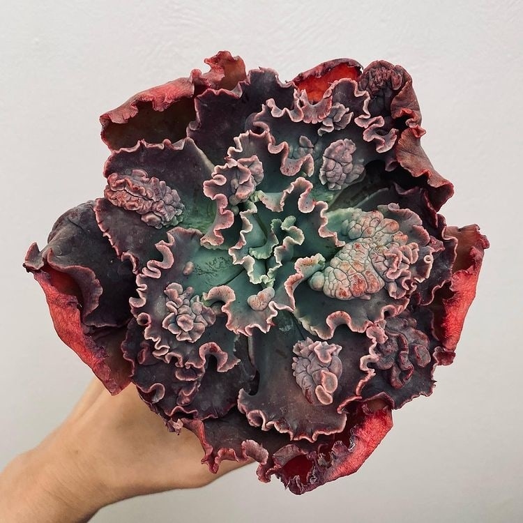 Эхеверия гиббифлора «Барбиллион»