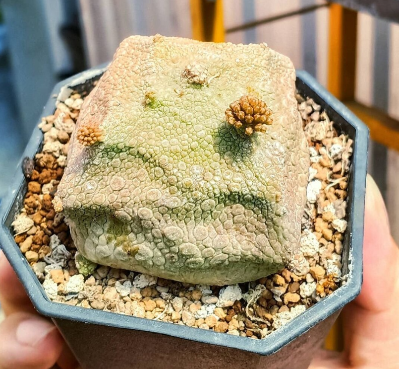 Псевдолитос кубовидный