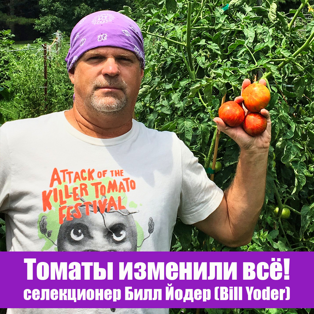 «Томаты изменили всё», — признается селекционер Билл Йодер (Bill Yoder)