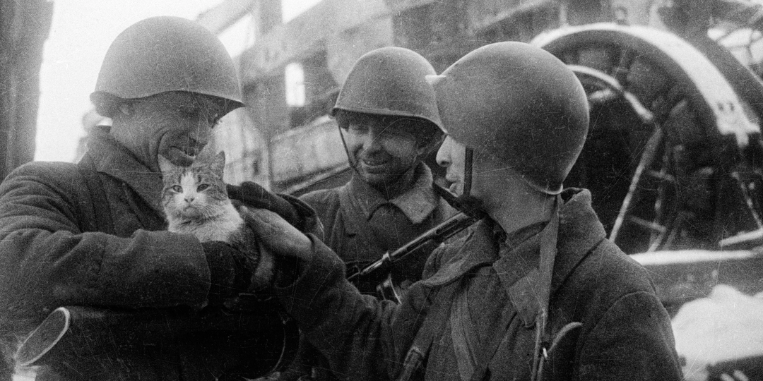 Пушистый шпион: как кот Васька шнырял по минному полю между двумя фронтами