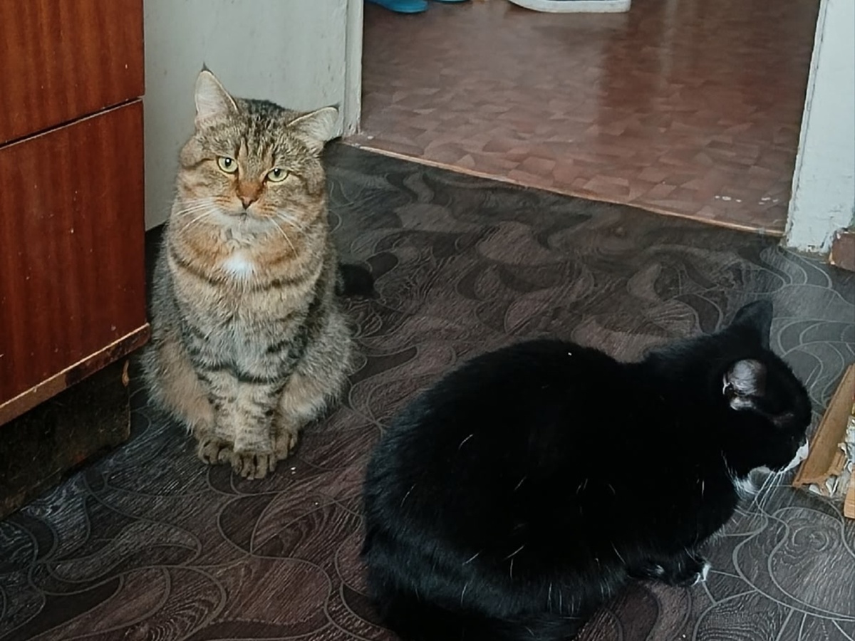 Серый быстро со всеми подружился. Его спокойный нрав не вызывал желание идти на конфликты