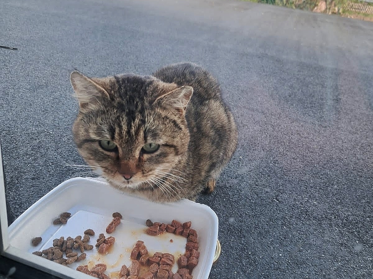Коту повезло, что соседи оказались добрыми людьми