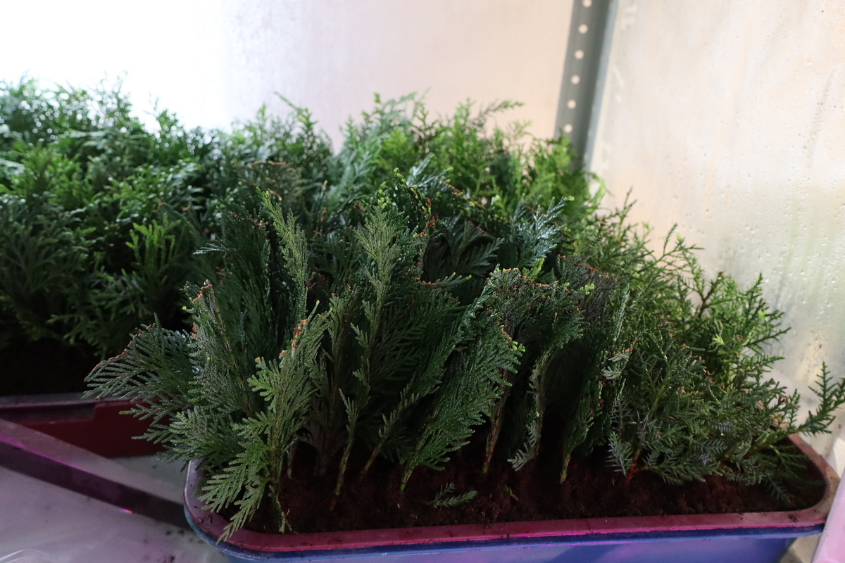 Листайте вправо, в галерее прошлогодние фото черенкования хвойных