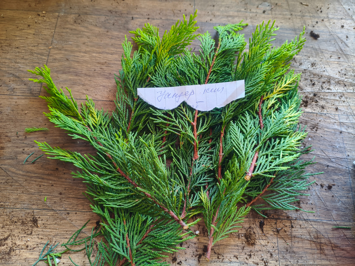 Черенки кипарисовика Голден Уандер