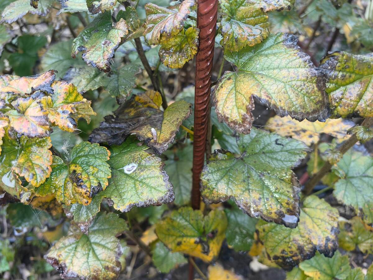 Влажность на смородине (без дождя и других природных явлений). Фото Натальи Мироновой 