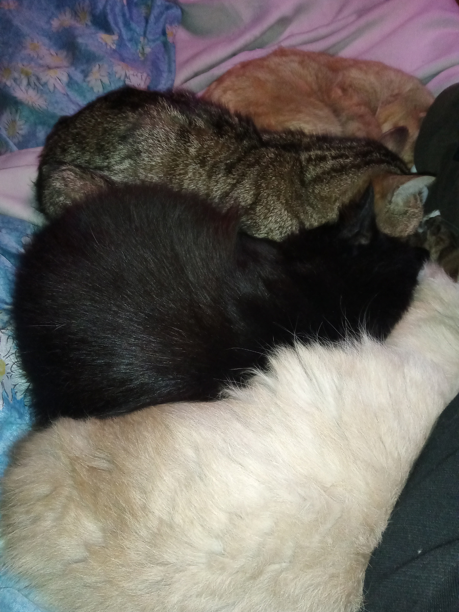 А это меховая палитра лежит у меня под боком- Барсик белый, Бука черный, Кот шпрот серый и рыжий Ян.   Утро субботы— сборы за провиантом для кошек. Санки с привязанным к ним легким фанерным ящиком. Мои лихорадочные поиски дополнительных штанов и рукавиц. Свиные шкурки для пса Шамана в мешочке. И ныряние практически и периодически в сугробы, еще не очень глубокие. Тренируюсь пока...