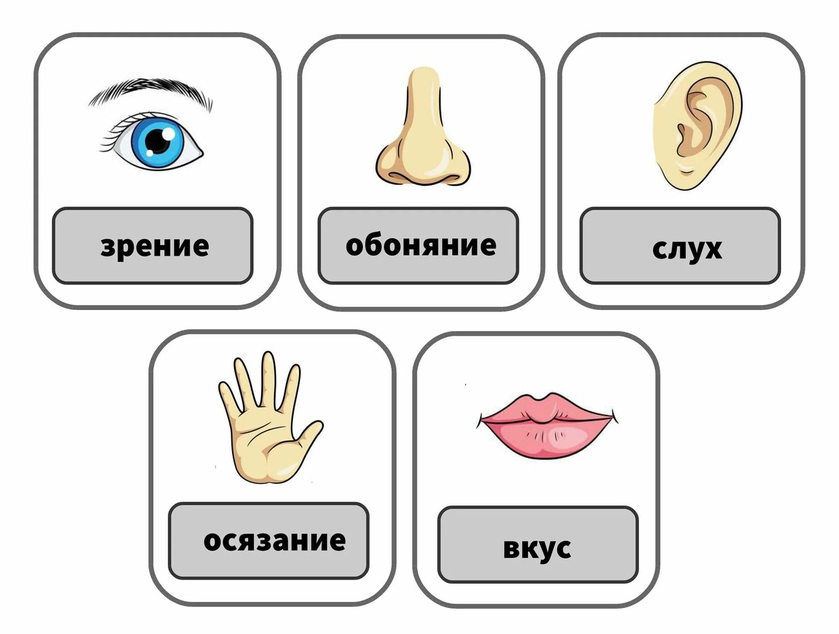 5 органов чувств