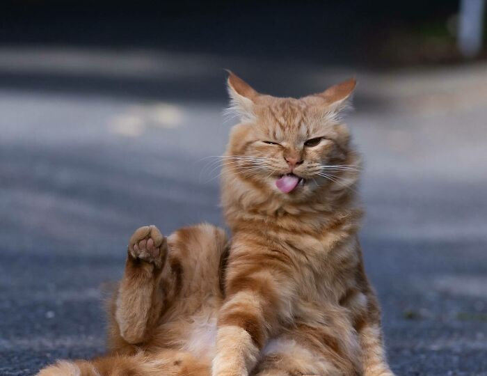 12 забавных фотографий уличных кошек от Масаюки Оки