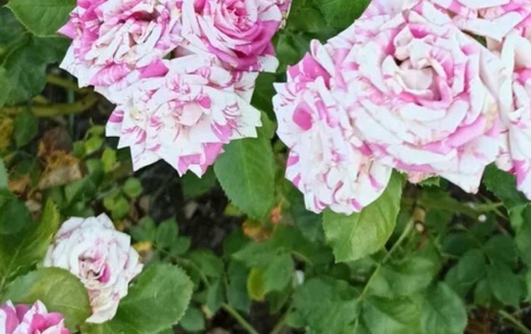    Фото: Лукьянов Дмитрий, AgroXXI.ru