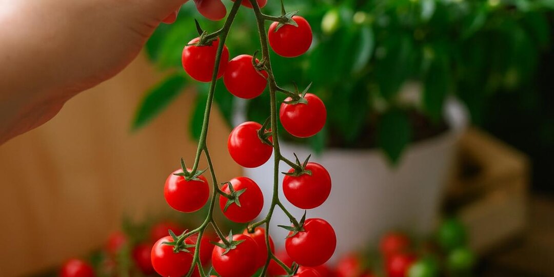 Комнатные томаты для дома: садоводы перечислили компактные урожайные сорта