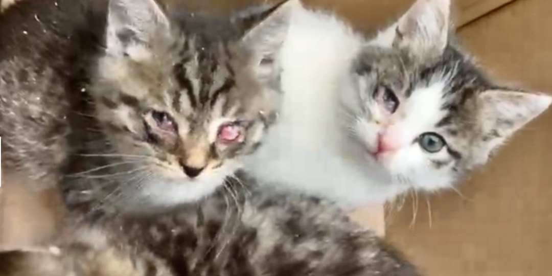 Выброшены котята