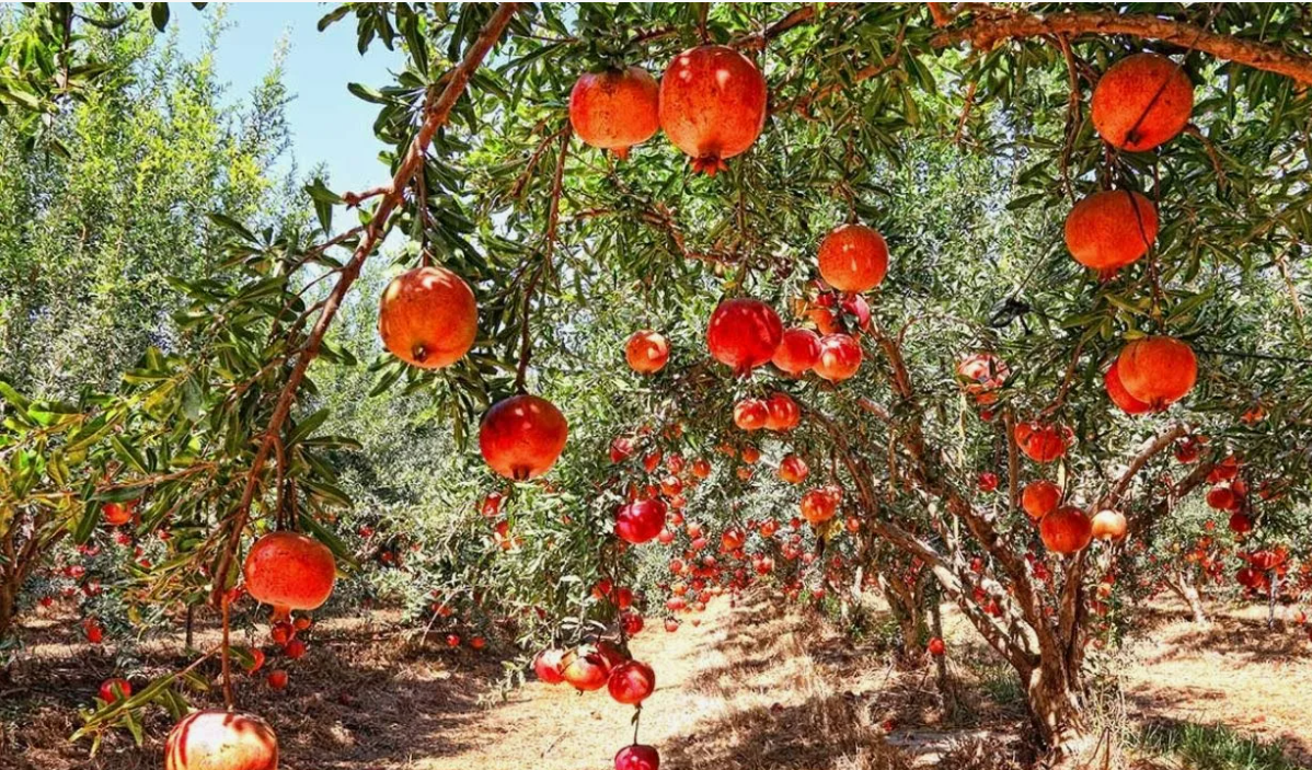 Как растёт гранат.